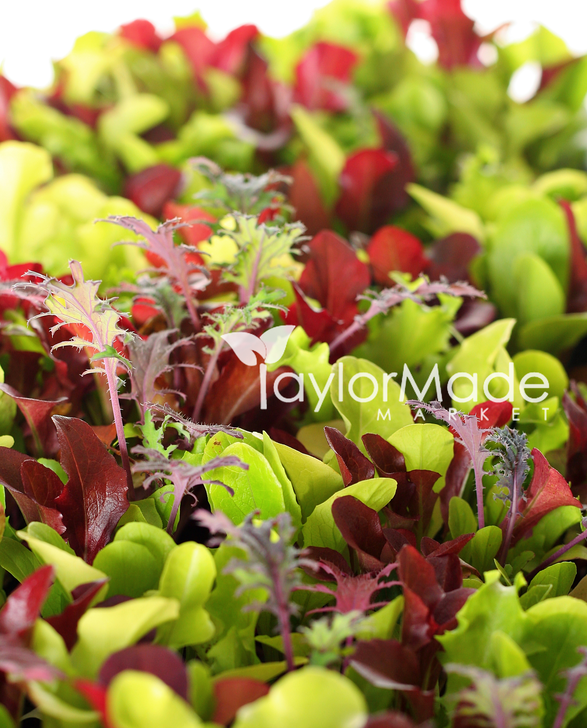 shot of Microgreens vertical