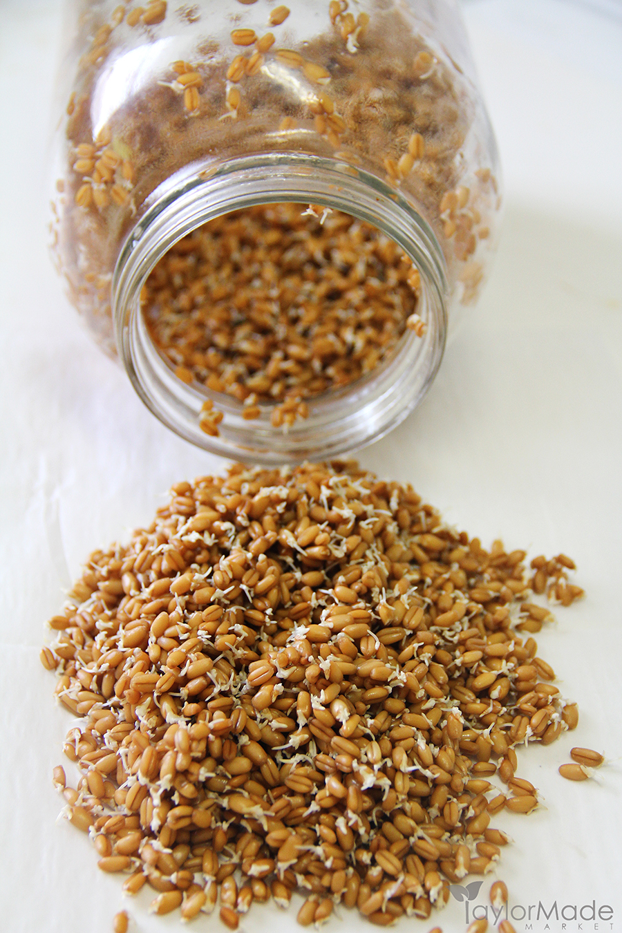 wheatberries sprouted in a jar vertical