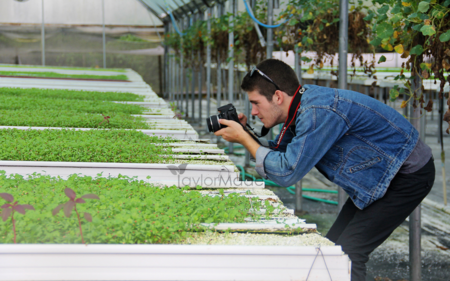microgreen greenhouse blake
