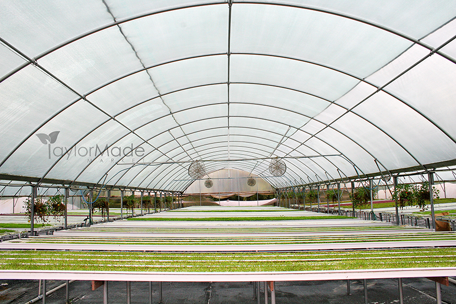 microgreen greenhouse