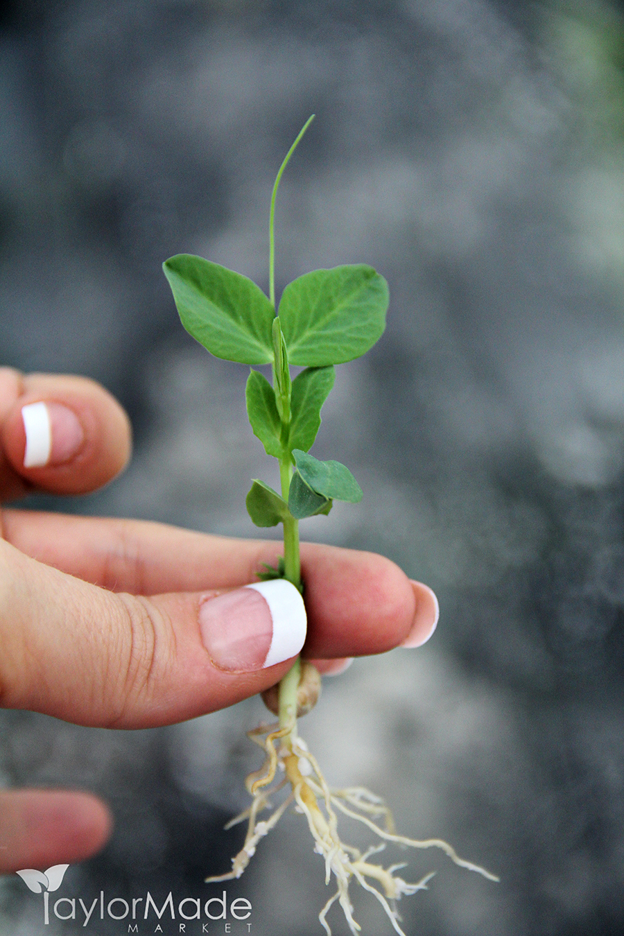 microgreen pea shoot roots