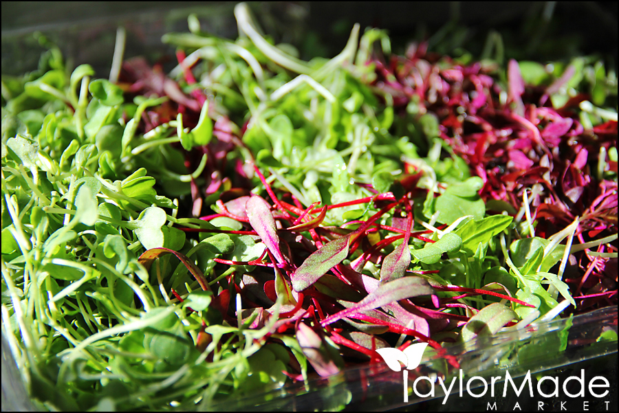 Microgreens – How to grow your own micro greens?