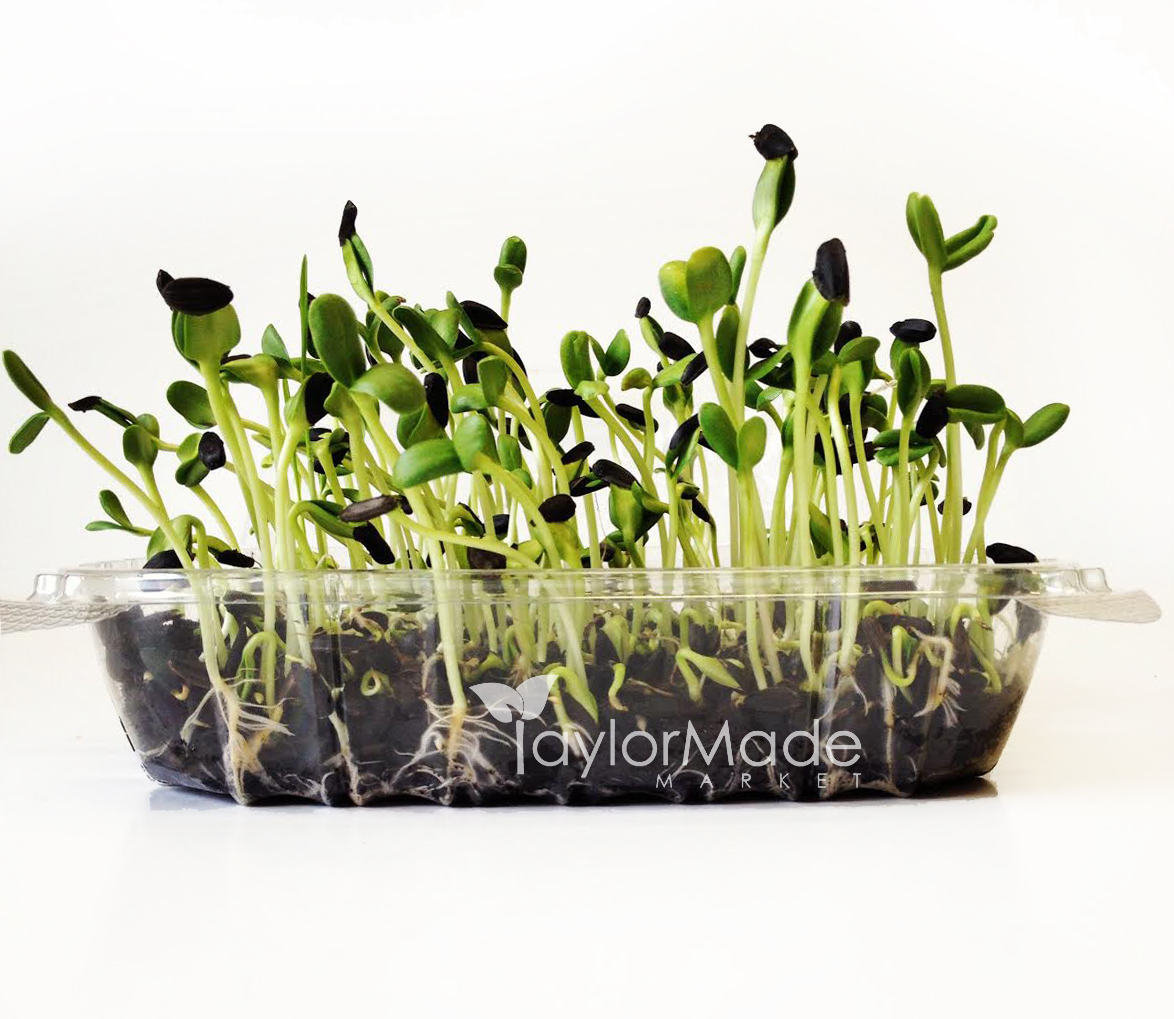 Microgreens How to grow your own micro greens? TaylorMade Market